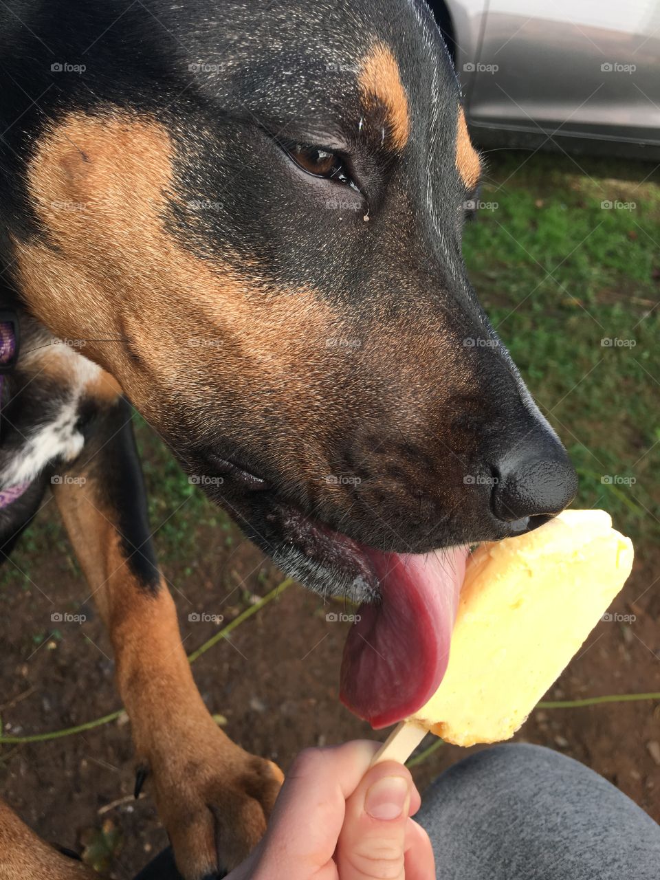 Young dog eating ice cream in the summer
