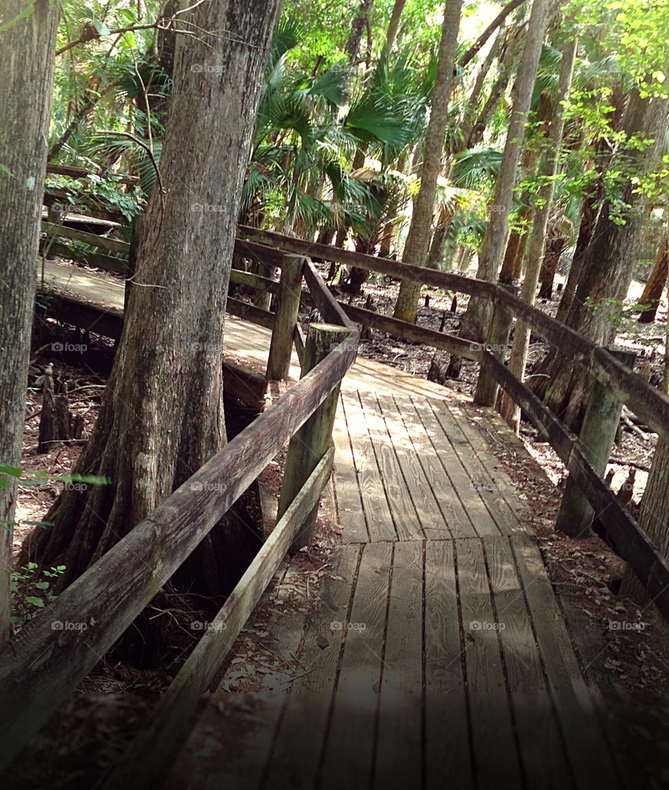 Winding wooden boardwalk through the woods.
