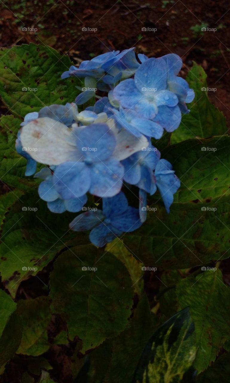 naturelove, beautiful flowers, blue, lovely
