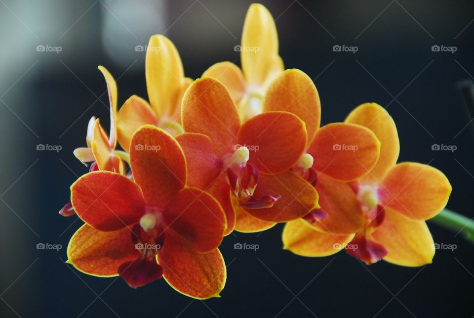 Orange Orchid