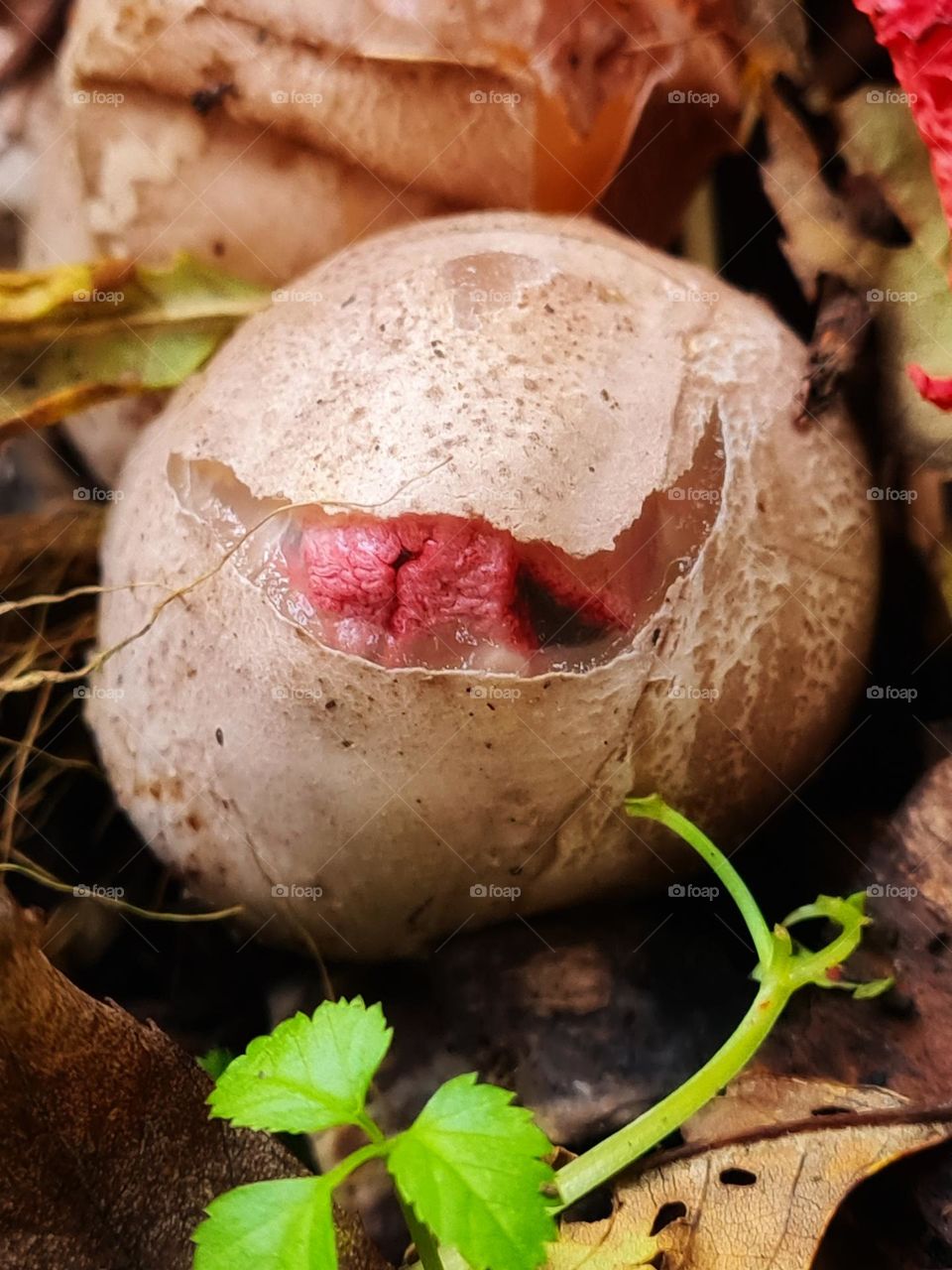 Birth of a octopus mushroom