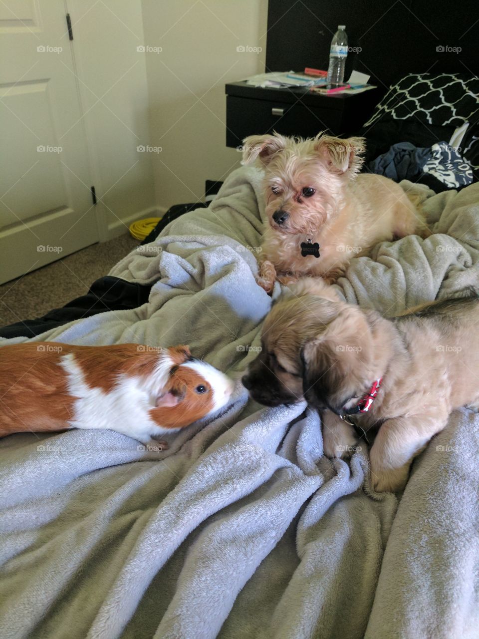 2 dogs and a guinea pig