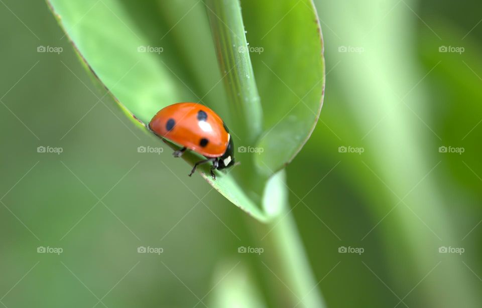 ladybug