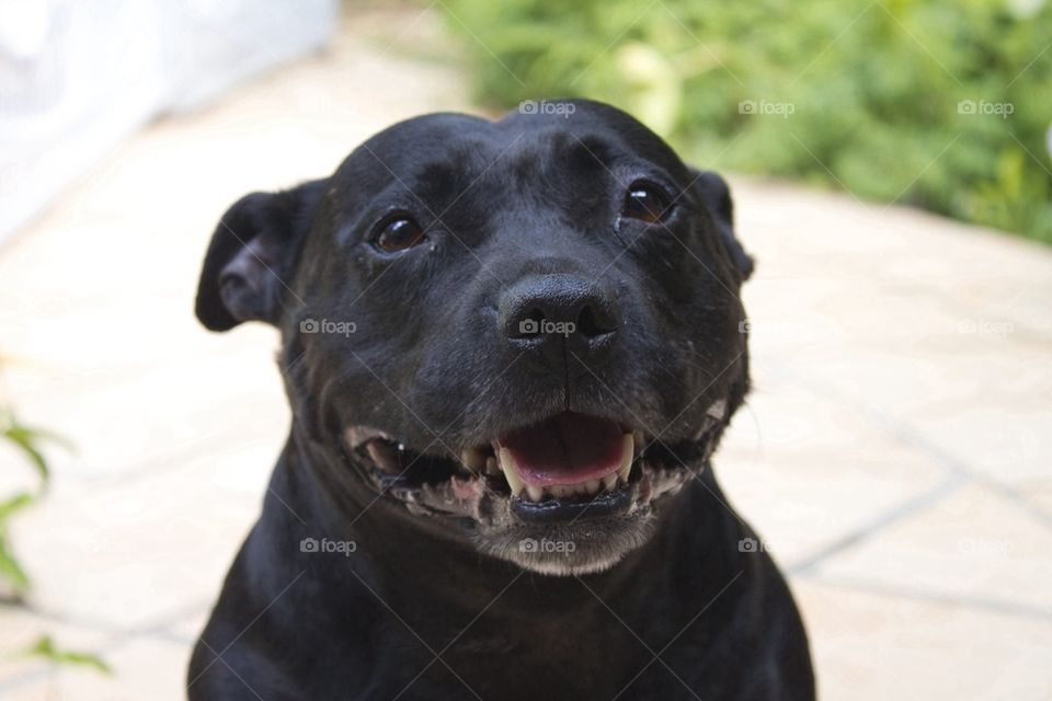 Staffy Smile 