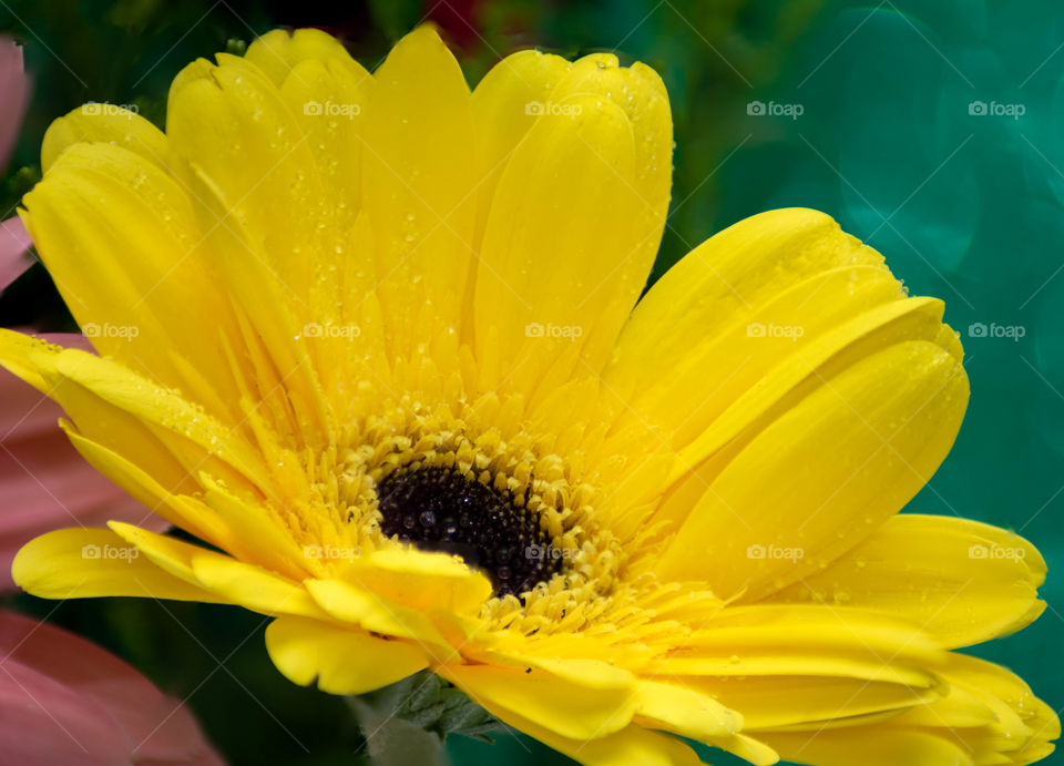 Beautiful yellow flower in focus and closeup