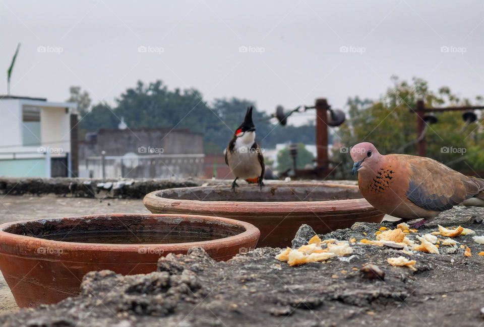 Birds of different colors