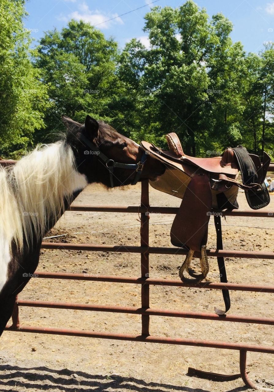 Bella the paint horse mare being nosey...checking out that ‘thing’ on the fence panel aka the saddle, found in the woods of South Georgia. 