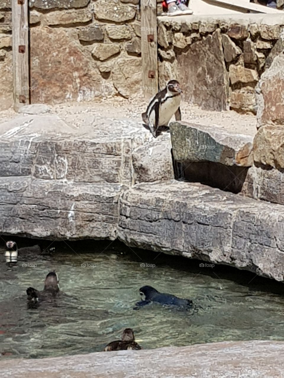Penguin at Paradise Park in Hayle, Cornwall