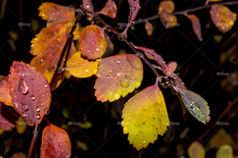 Twig after the rain