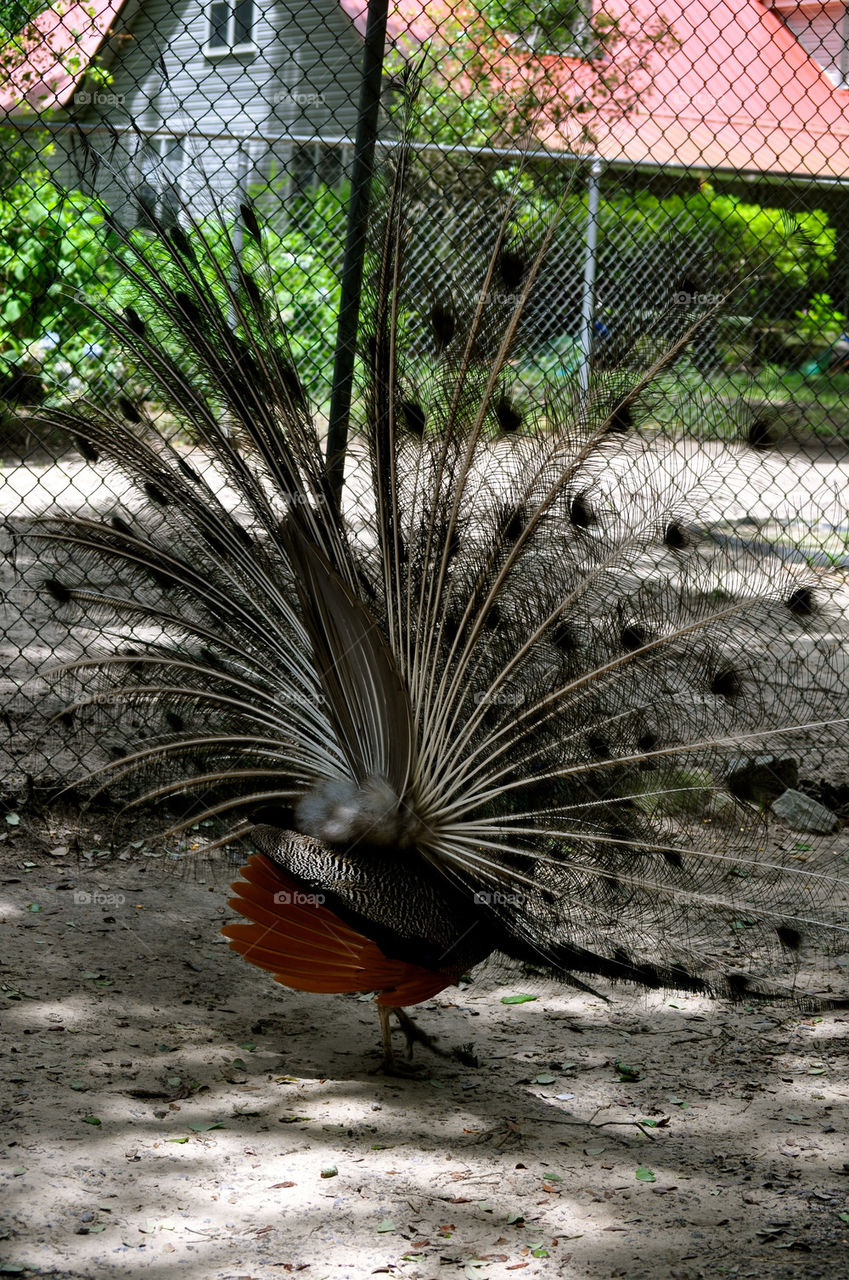 outdoors colors animal usa by refocusphoto