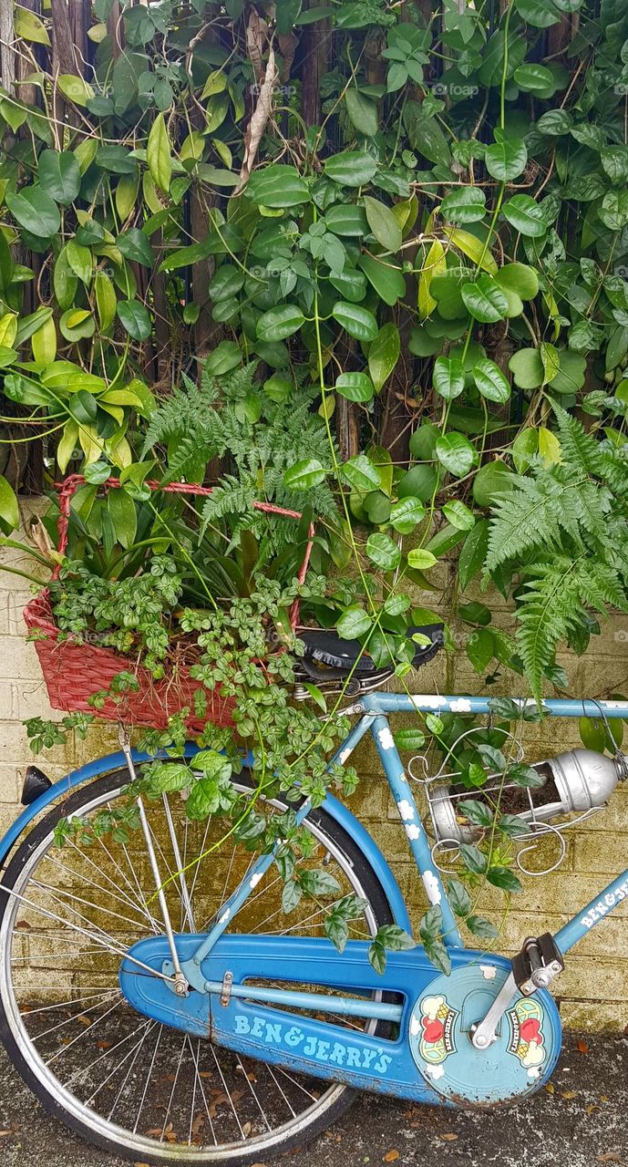 sing bicycle with lots of plants