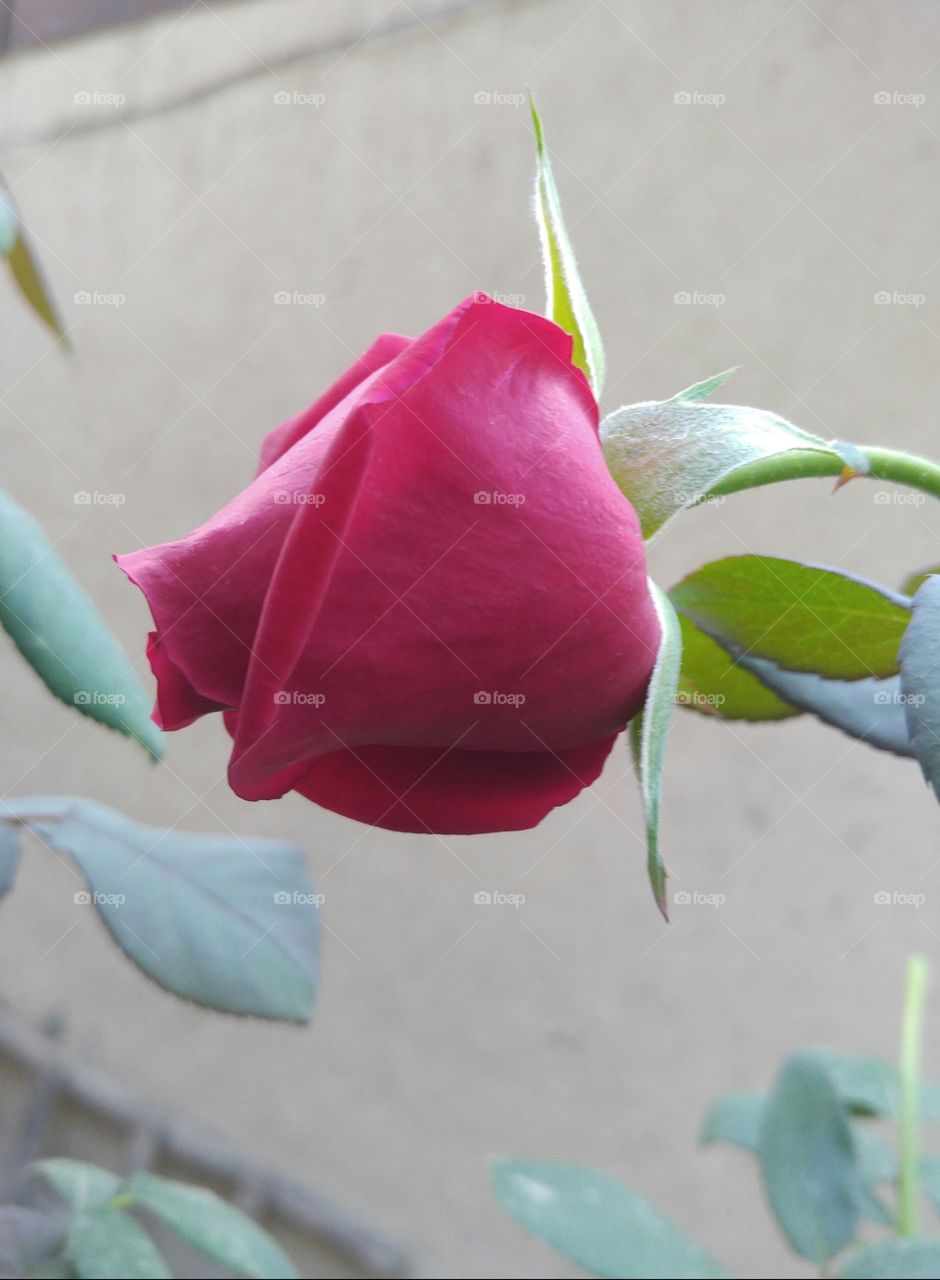 The rose bud in the garden .