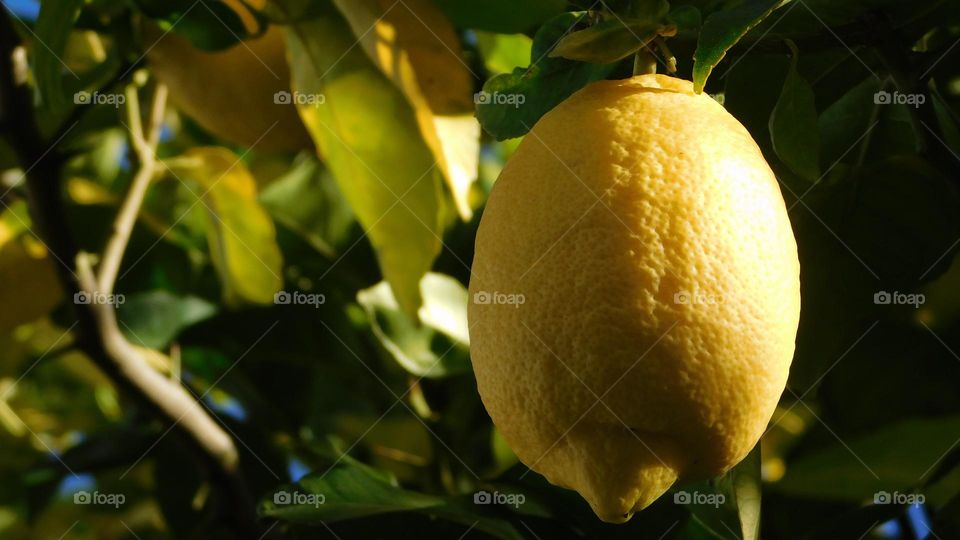 lemon Tree