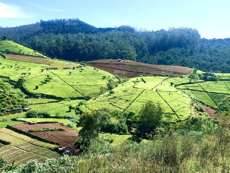 Tea plantation 