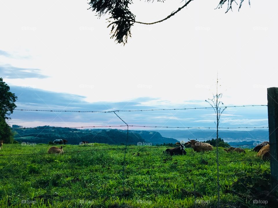 I’ve been to the store for a Cridge