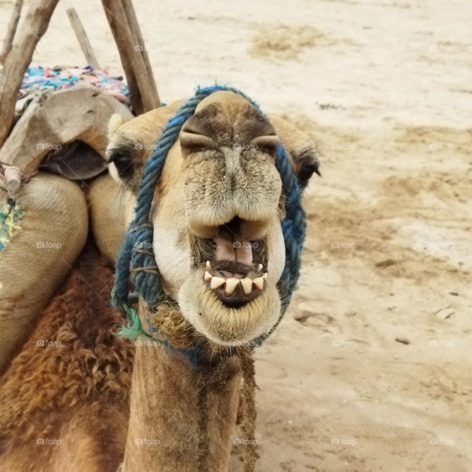 camel's face