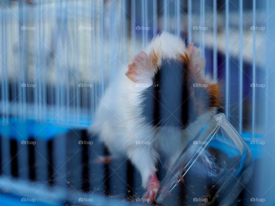 A curious guenea pig looking from inside her cage.