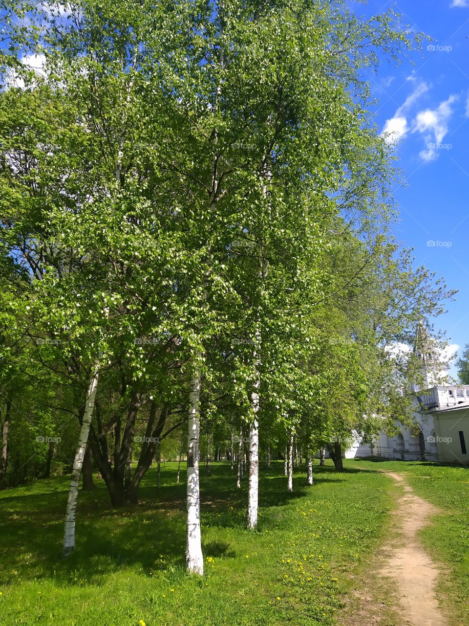 Path and birches.
