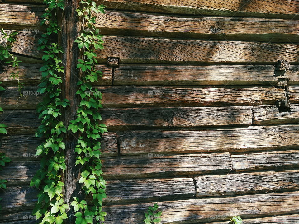 branch with green leaves on the background of a wooden wall