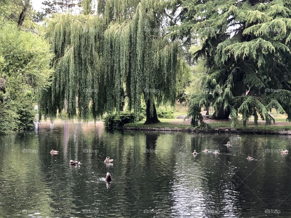 Beautiful Beacon Hill Park Ducks