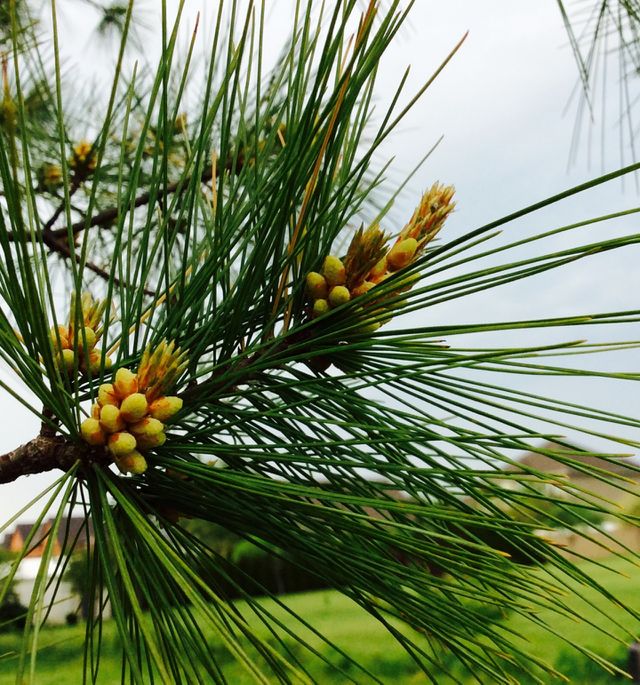 Pine pollen