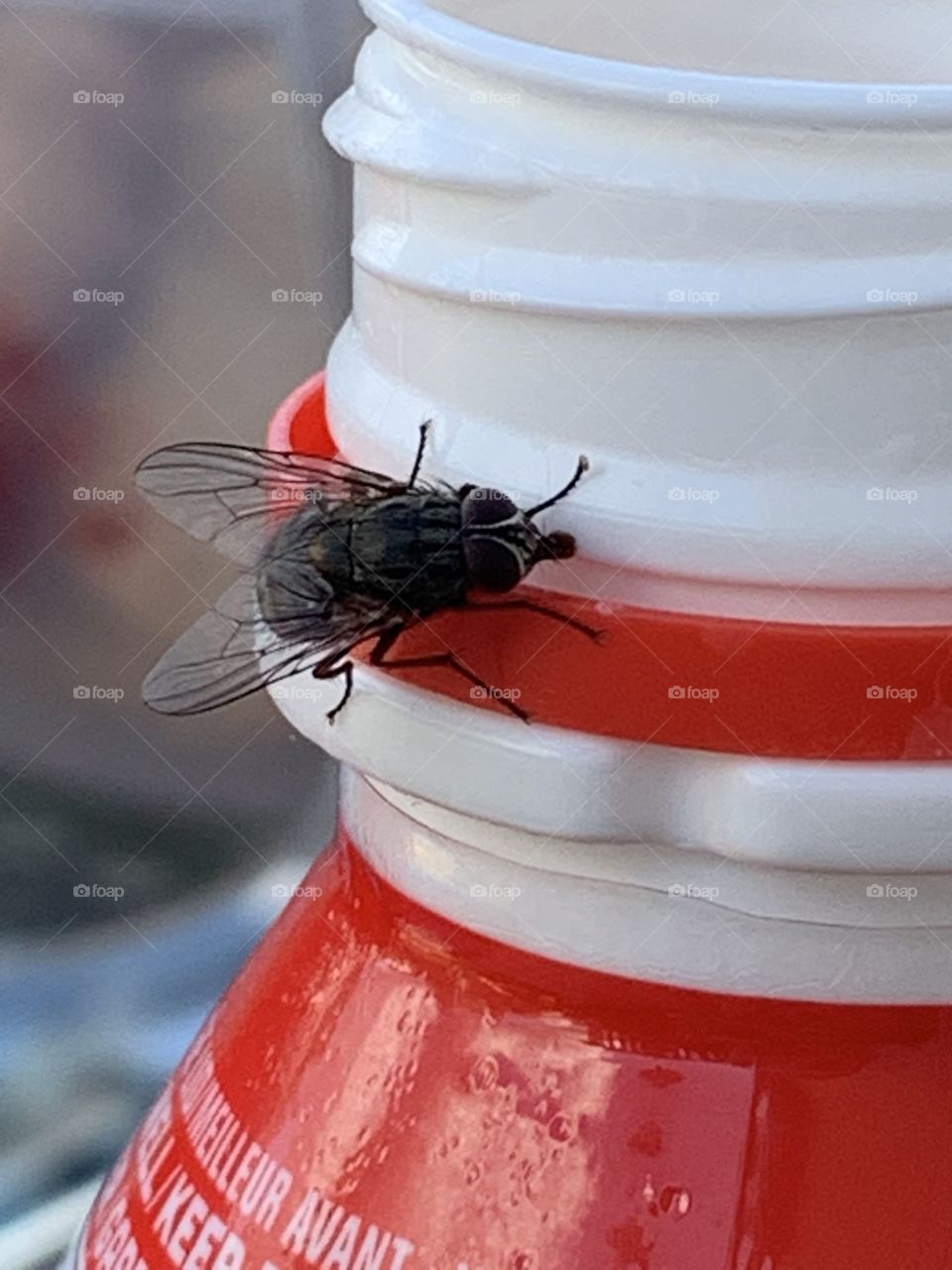 Fly on a drink bottle 