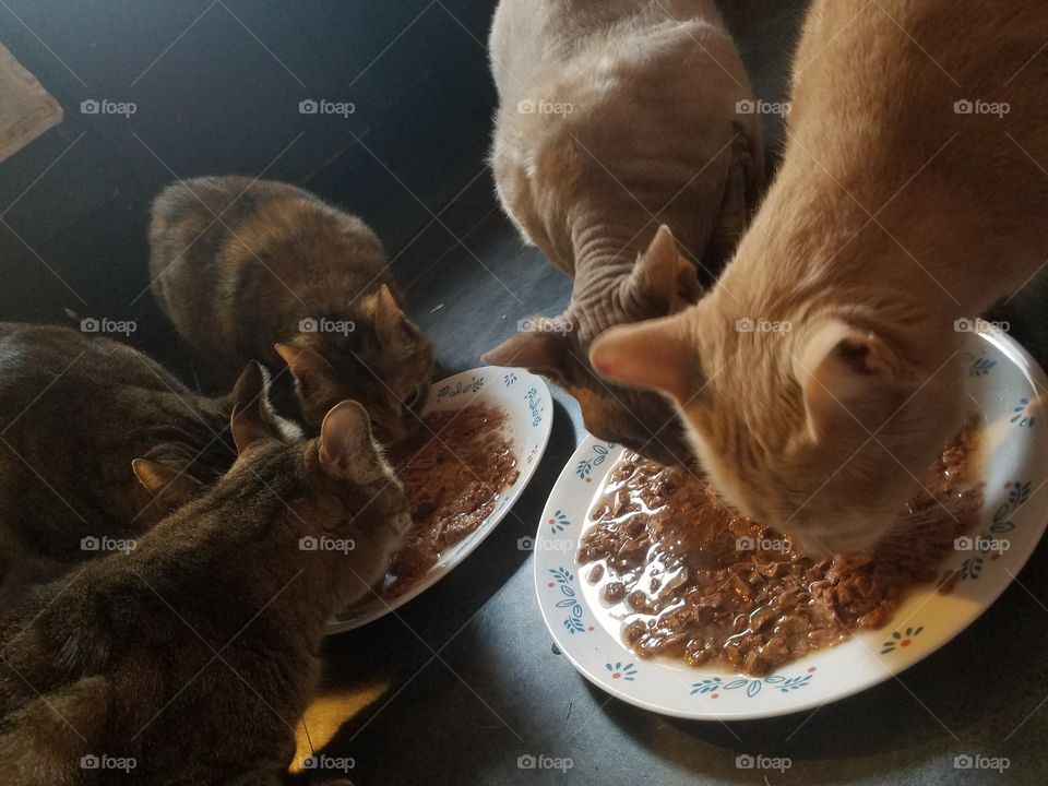 five cats eating wet food