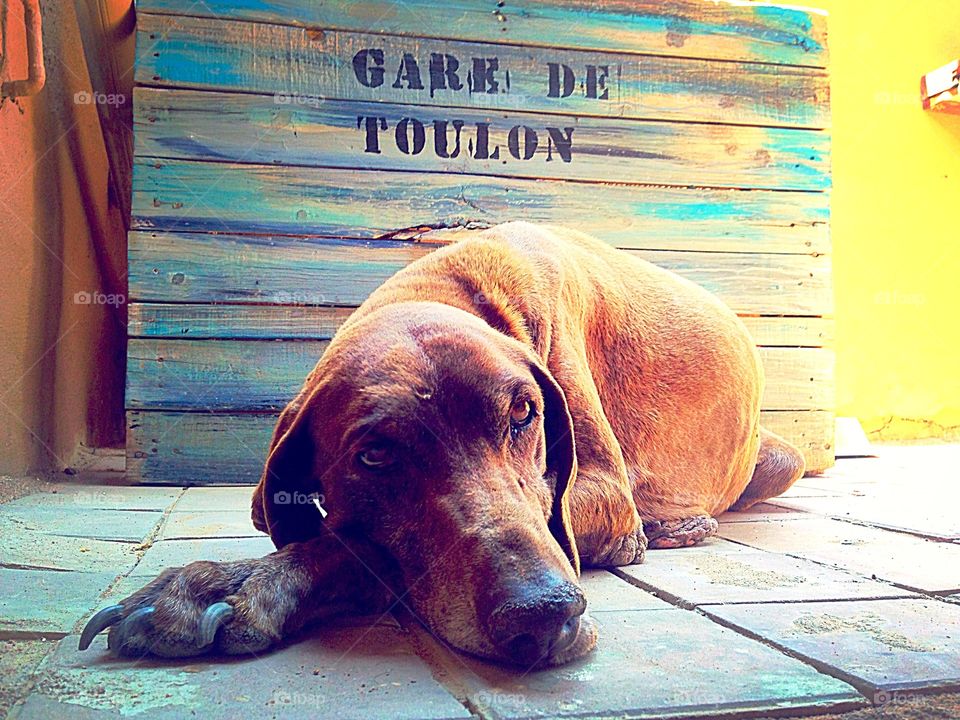 Mini. Mini the short-hair Pointer