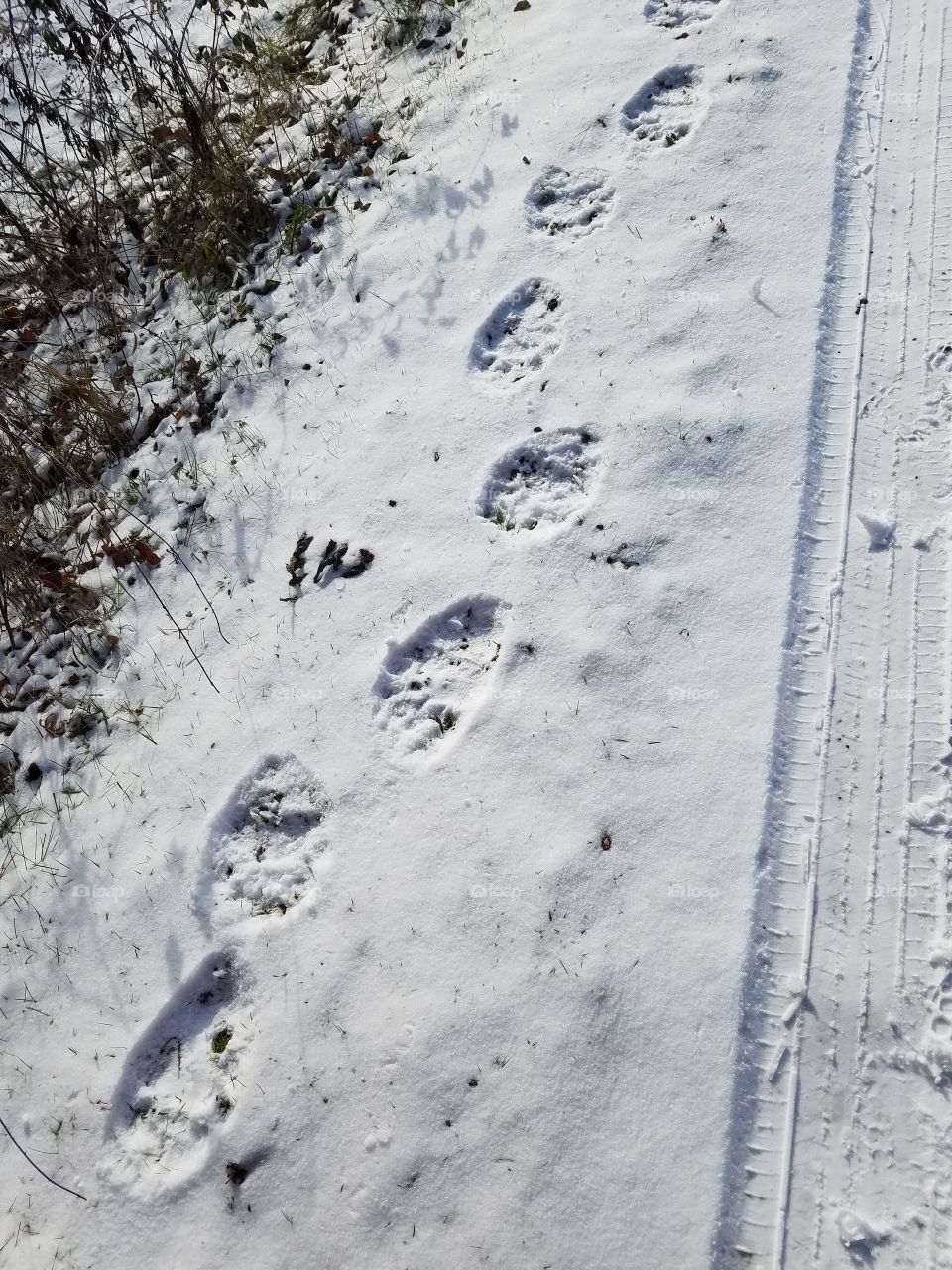 A black bear wanders by.