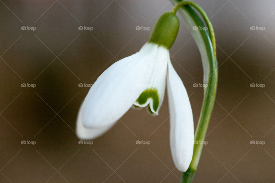 macro photo of early spring snowdrop.