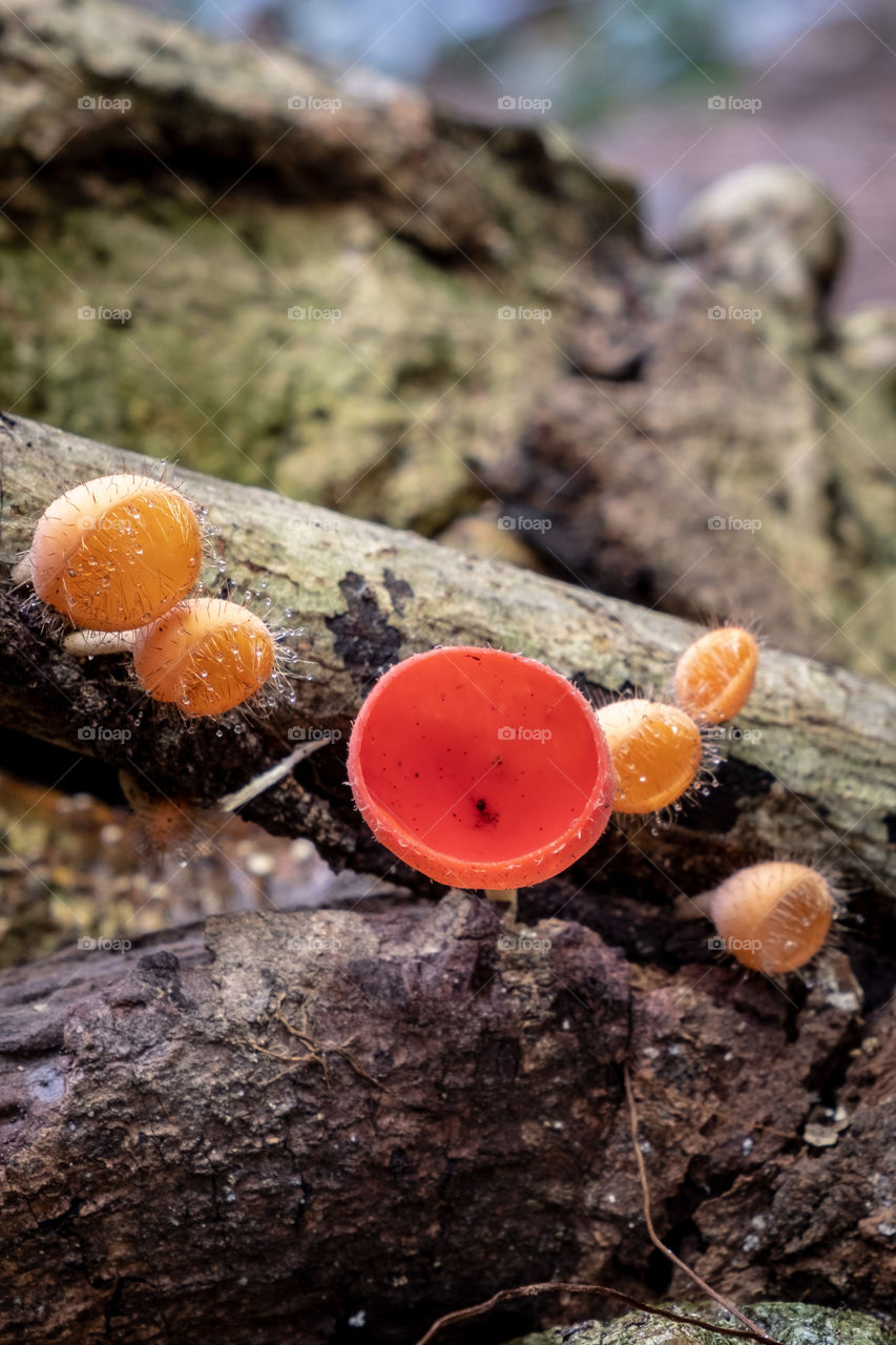 Close up photo of mushroom