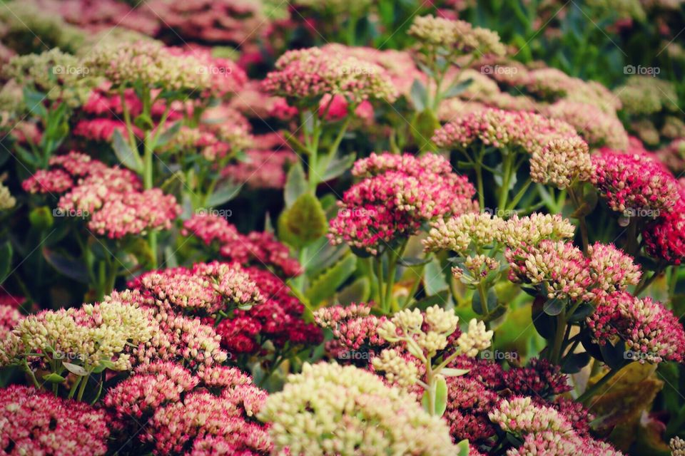 Flower, Nature, No Person, Flora, Garden