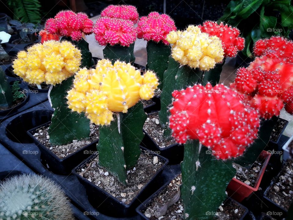 Beauty colorful cactus in the pots. Cactus are blooming.