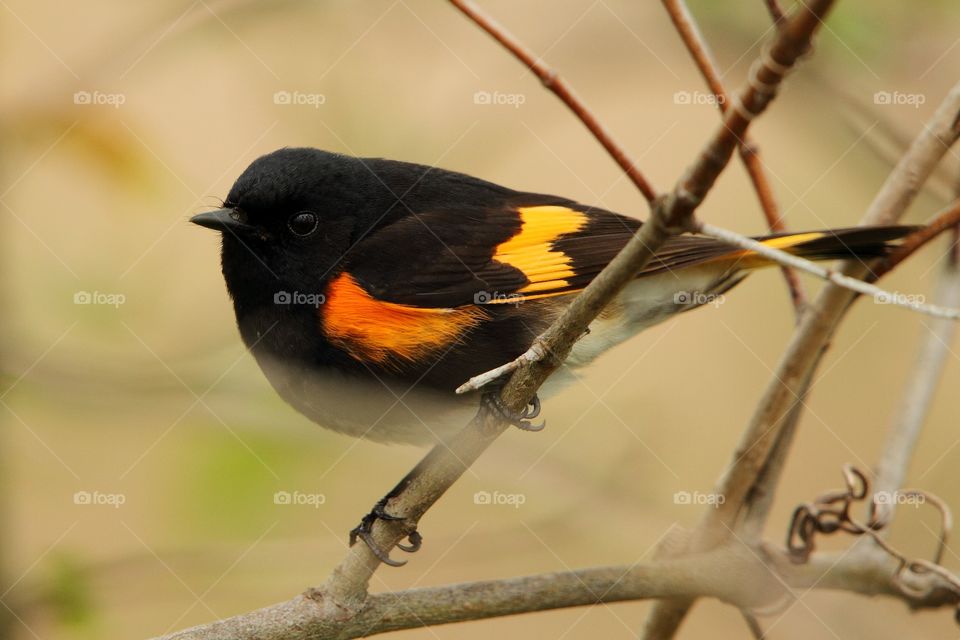 American Redstart