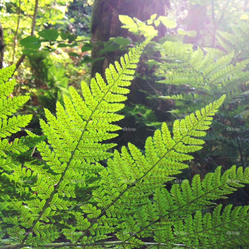 Ferns. Forest ferns
