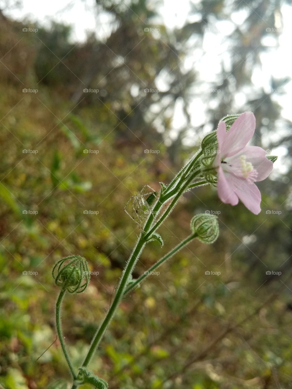 the most beautiful pink color