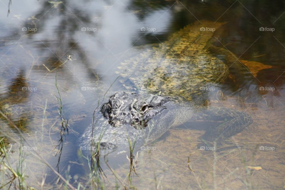 Alligator in swamp Everglades, Florida