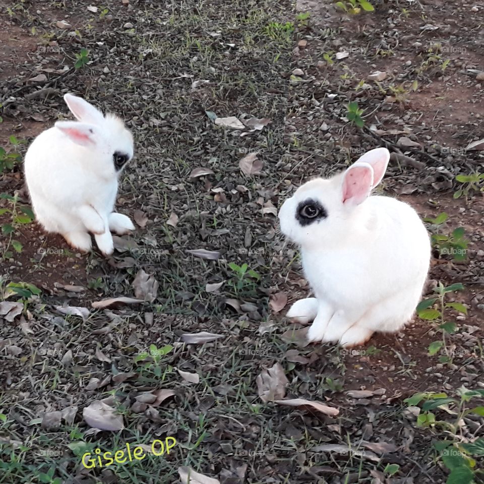 Dois coelhos brancos, sentados, chão,  teŕra e grama.