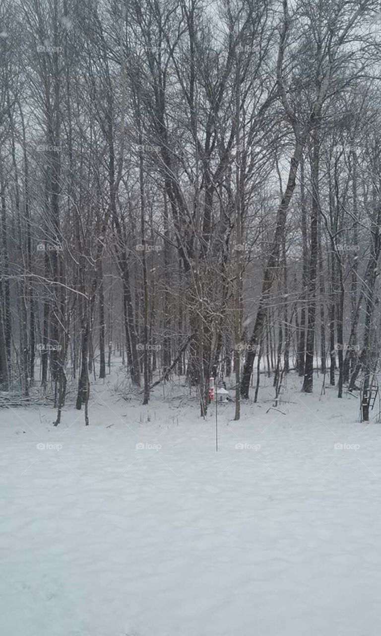 Snowy yard