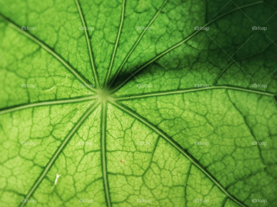 Macro of green leaf