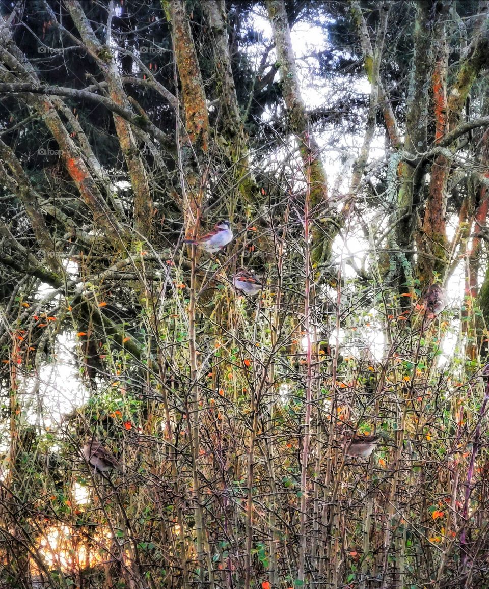 Little birds on a bush