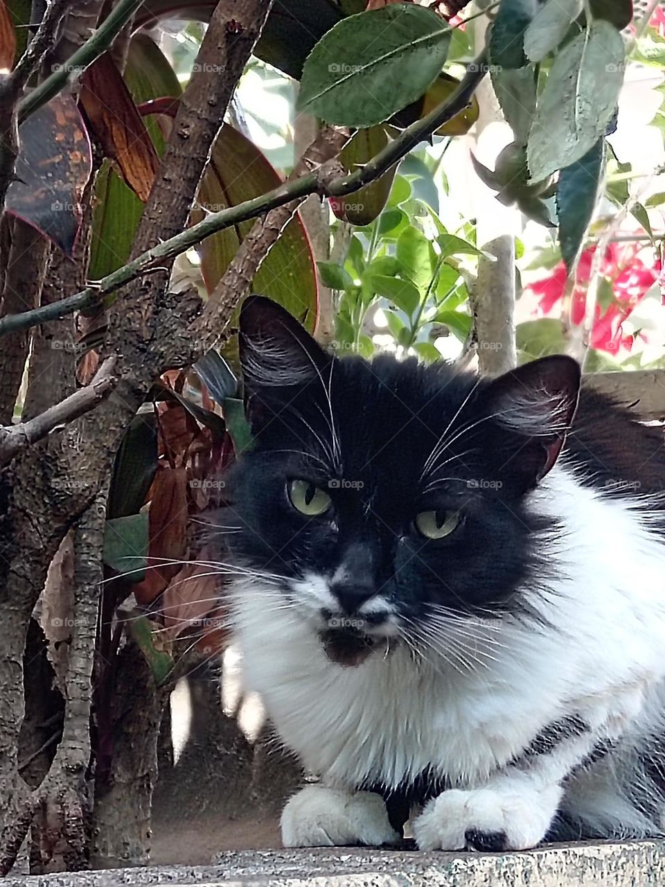 Gato con bigotes