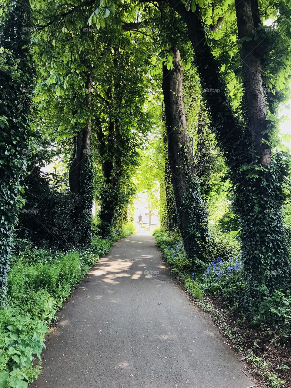 Delightful gigantic overhanging tree, which makes for a beautiful final photograph.