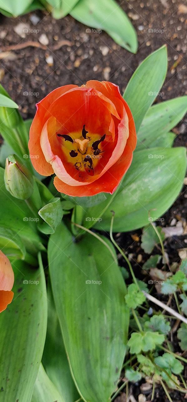tulip just about to flower