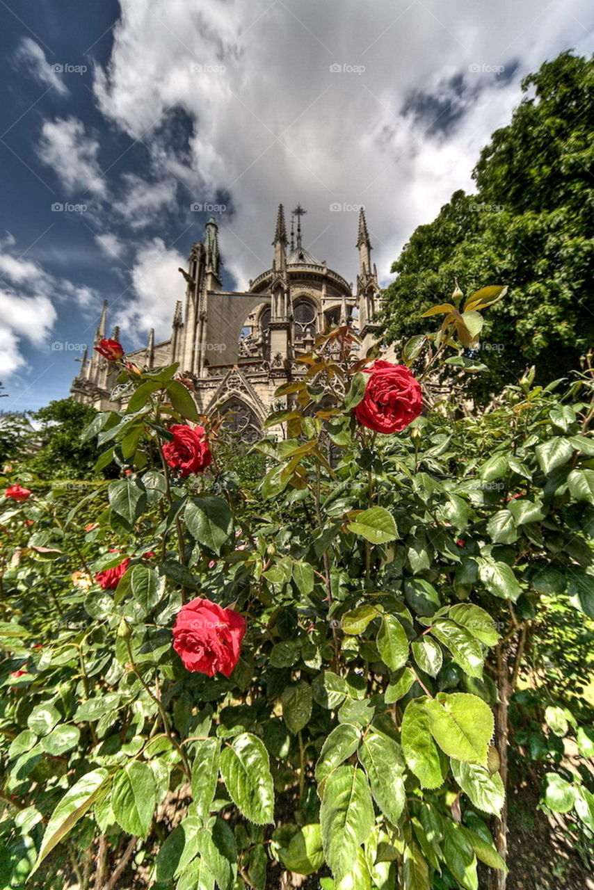Roses at the cathedral