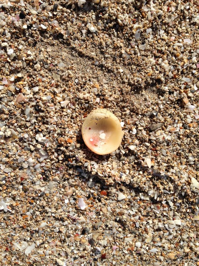 Seashells 