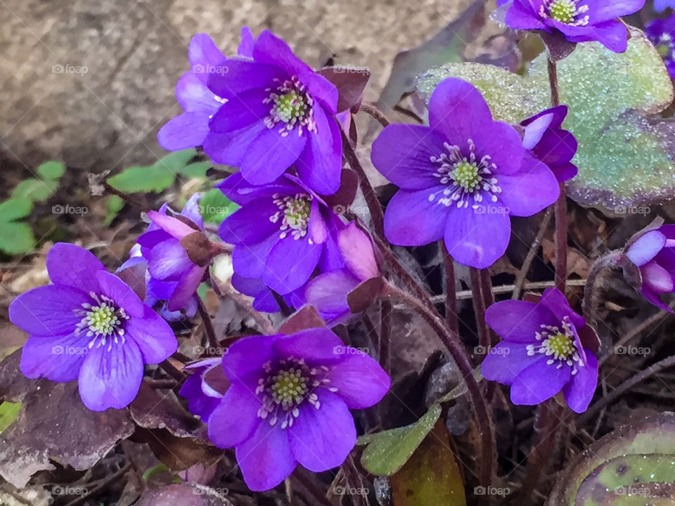 Anemone flowers