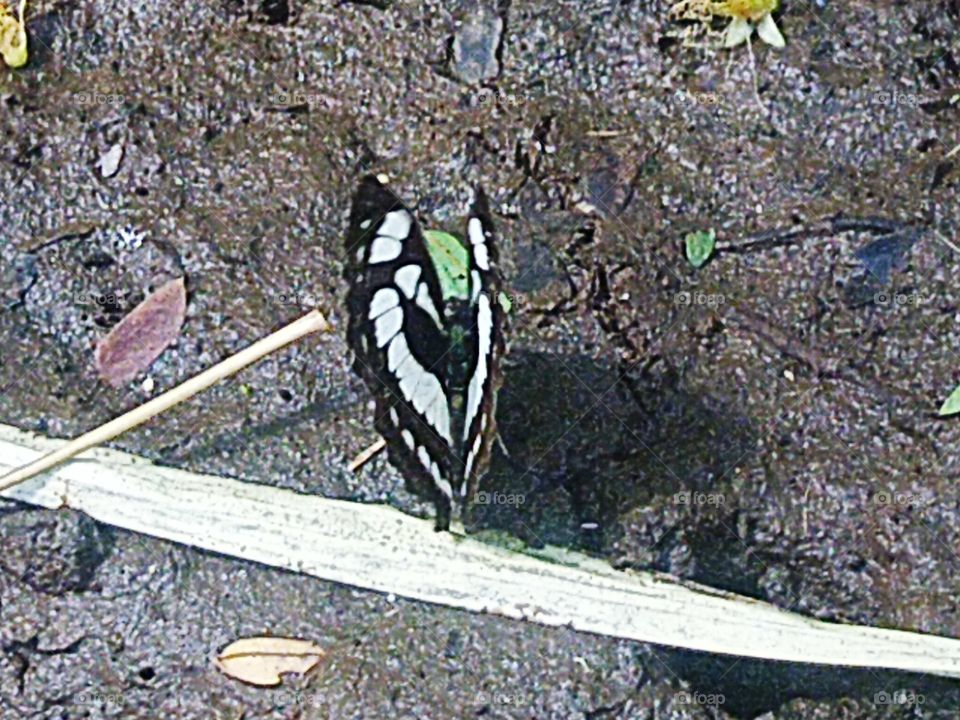 butterfly