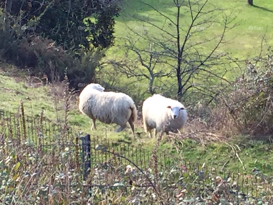 Two sheep in the country side not knowing which way to go