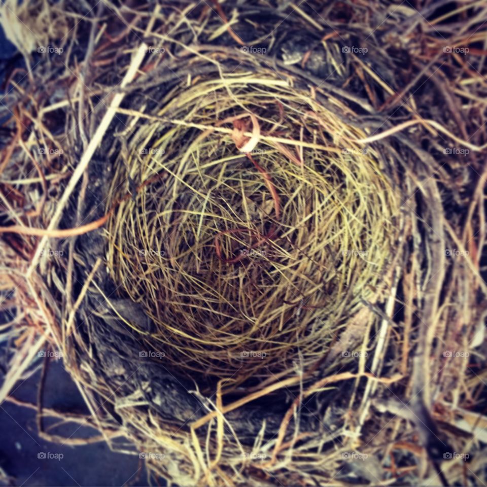 Birds nest 